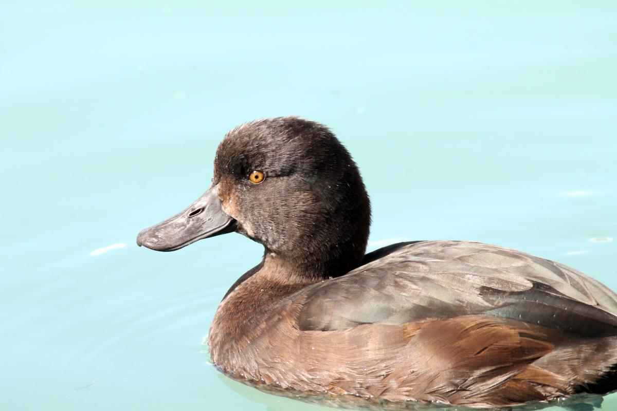 New Zealand Scaup (Aythya novaeseelandiae), Twizel, Twizel, Canterbury, New Zealand, 2014-03-03 New Zealand Scaup (Aythya novaeseelandiae)